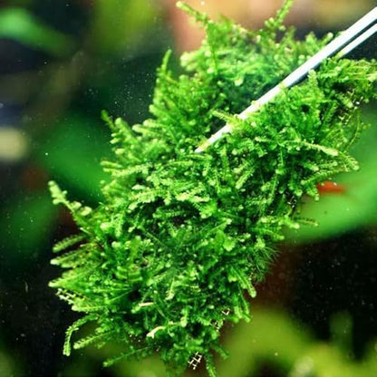 LINLAN 9 Pieces 3.1X3.1in (8X8cm) Aquarium Moss Mesh, 304 Stainless Steel Aquatic Moss Wall, Easy to Cut, for Fixing and Propagating Aquatic Mosses, DIY Aquarium Filtration, and Aquascaping - size: 9 PCS