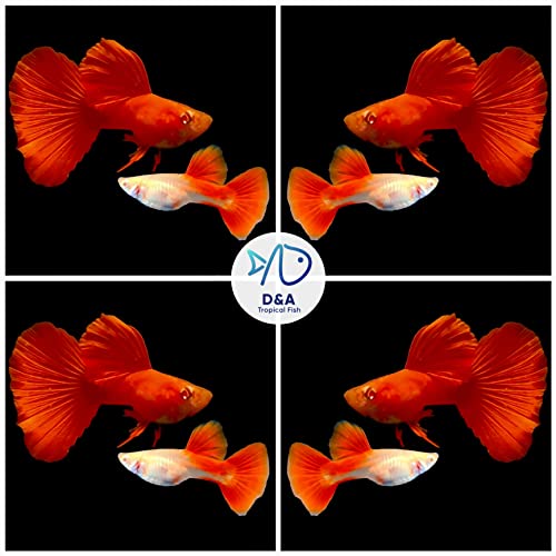 D&A Tropical Full RED Guppy - Abino Live Fish (1 Male, 2 Females) for Freshwater Aquariums