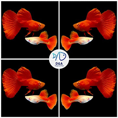 D&A Tropical Full RED Guppy - Abino Live Fish (1 Male, 2 Females) for Freshwater Aquariums