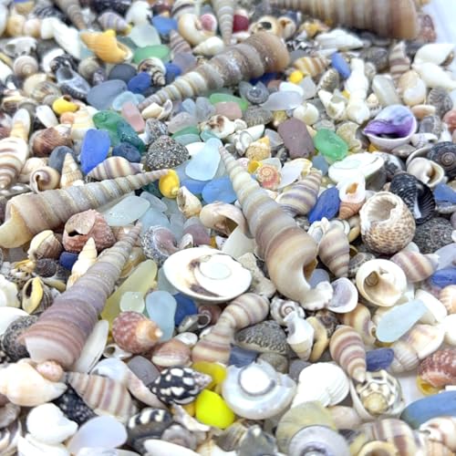 900 Pcs Sea Shells for Crafting,0.11-2.7in Mixed Mini Seashells with Sea Glass for Decorating,Small Shells for Craft,Beach Themed Party Wedding,Fish Tank Vase Filler (900pcs)
