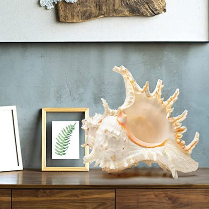 Giant Natural Conch Shell, Murex Ramosus Shell 1 Shell 7.5-9 inches | Large Sea Shell for Vase Filler, Air Plants, Home Decor, Wedding Decor Beach Theme Party, Aquarium Decoration Accessories