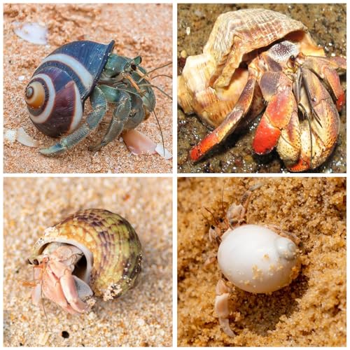 15PCS Hermit Crab Shells 1.6"-3.2", Growth Turbo Seashells | Natural Sea Conch Shell for Small to Medium and Large Crabs, Saltwater Hermit Crab Accessories and Sea Shells for Beach Decor