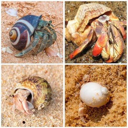 15PCS Hermit Crab Shells 1.6"-3.2", Growth Turbo Seashells | Natural Sea Conch Shell for Small to Medium and Large Crabs, Saltwater Hermit Crab Accessories and Sea Shells for Beach Decor