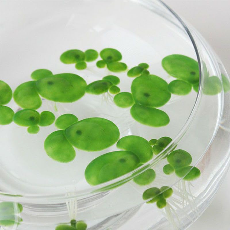 18 Pack Artificial Mini Duckweed with Root, Artificial Floating Plant Plastic Aquarium Simulation Floating Plants for Aquarium Tank Decor