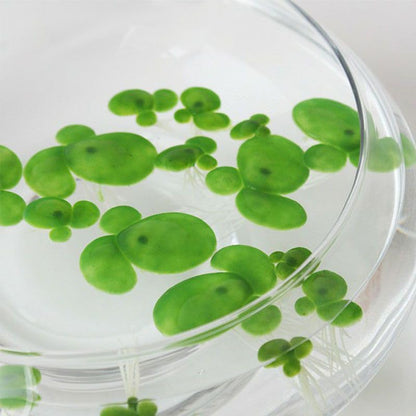 18 Pack Artificial Mini Duckweed with Root, Artificial Floating Plant Plastic Aquarium Simulation Floating Plants for Aquarium Tank Decor