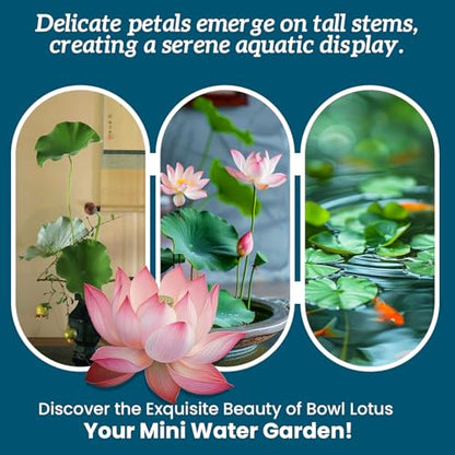 Lotus Seeds for Planting in Water – 160 PCS Mixed Bowl Lotus Seeds, Water Lily & Water Plants for Ponds, Live Pond Plants for Outdoor Ponds, Floating Pond Plants – Indoor Bonsai, Garden, Koi Pond - size: 160pcs Bowl Lotus Seeds for Panting