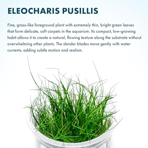 Live Plant - Hairgrass Eleocharis Pusilla Tissue Culture Aquatic Live Aquarium Plant - 100% Snail Free in Vitro Cup (Hairgrass) - color: Hairgrass Eleocharis Pusilla