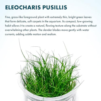 Live Plant - Hairgrass Eleocharis Pusilla Tissue Culture Aquatic Live Aquarium Plant - 100% Snail Free in Vitro Cup (Hairgrass) - color: Hairgrass Eleocharis Pusilla