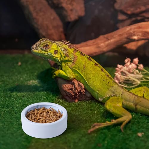 3 Pack Anti-Escape Reptile Food Dish Bowls, Plastic Worm Water Dish | Mealworm Feeder Cups for Small Gecko, Lizards, Bearded Dragon, Chameleon 2.83" W x 2.83" D x 0.98" H, 3 Colors