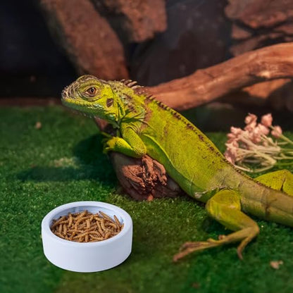 3 Pack Anti-Escape Reptile Food Dish Bowls, Plastic Worm Water Dish | Mealworm Feeder Cups for Small Gecko, Lizards, Bearded Dragon, Chameleon 2.83" W x 2.83" D x 0.98" H, 3 Colors