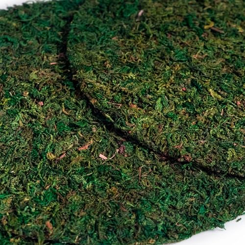 SuperMoss (26305) Moss Soil Topper | Preserved Green Mountain Moss with Mesh Backing | Indoor Plant Soil Cover for Flowerpots, Orchid Pots, Terrariums, and Craft Décor, 8” Set of 3, Green