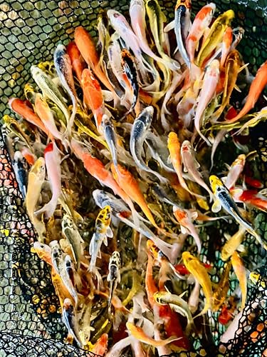 25 Lot 2”-4” Live Koi Fish for sale overnight Shipping PKF