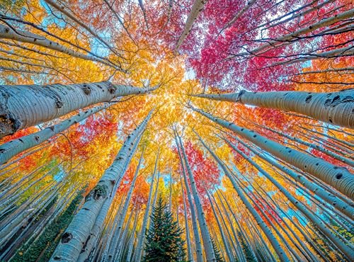 Cross & Glory | Jigsaw Puzzles for Adults | Sky Through The Aspens - color: Sky Through the Aspens Yellow