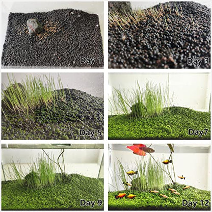 4 in 1 Aquarium Plant S.e.e.ds, no Artificial Plastic Plant, Live Grass for Fish Tank, fit All Substrate (0.36ozTiny+0.36oz Long+0.36oz Short+0.36oz Big Dual) ZQV-003