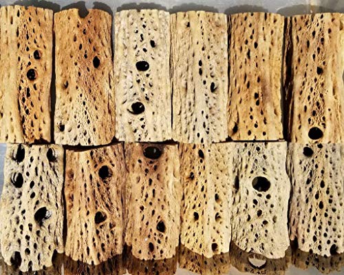3-48 Inch All Natural Teddy Bear Cholla Wood Extra Hollow Large Untreated Organic Aquarium Driftwood Decoration Chew Toy Shrimp Crab Cichlid Nano Tank Birds 1 or 5 Pieces (1 Piece, 15 inch) - size: 1 Piece, 15 inch