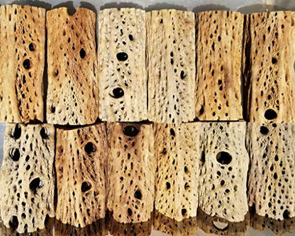 3-48 Inch All Natural Teddy Bear Cholla Wood Extra Hollow Large Untreated Organic Aquarium Driftwood Decoration Chew Toy Shrimp Crab Cichlid Nano Tank Birds 1 or 5 Pieces (1 Piece, 15 inch) - size: 1 Piece, 15 inch