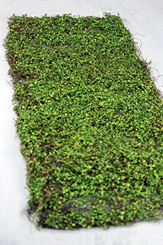Richland Moss Leaf Mat Green 16" x 36" Set of 6 - color: Green, size: 16''x36'' (Set 6)