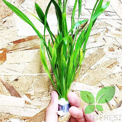 Echinodorus Xingu Bunch Background Easy Live Aquarium Plant Decorations BUY2GET1FREE