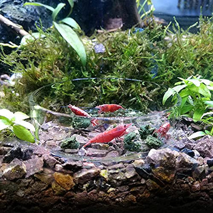 1PCS 60mm/65mm Aquarium Shrimp Feeding Dish, Glass Round Fish Feeder Bowl Reptiles Water Food Dish Clear Dishes Tray - size: Round Bowl: 65MM