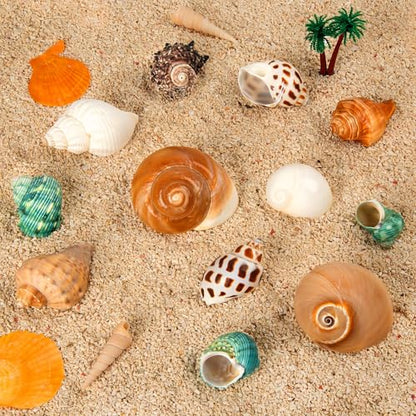 12PCS Hermit Crab Shells 1.6"-3.2", Growth Turbo Seashells | Natural Sea Conch Shell for Small to Medium to Large Crabs, Saltwater Hermit Crab Accessories and Sea Shells for Beach Decor