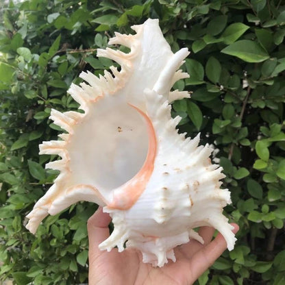 YZHZOM 5.5‘’ to 6.3‘’ Large Natural Conch Shell Fish Tank Hideout Fish Tank House Natural Conch sea Shells for Fish Tank,Air Plant,Home Decorations,DIY Crafts