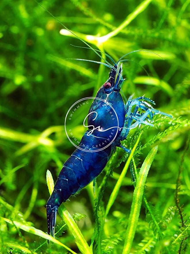 Swimming Creatures™ Premium Neocaridina Shrimp – Freshwater Aquarium Shrimp (10, Premium Mix (5 Colors)) - color: PREMIUM MIX (5 COLORS)