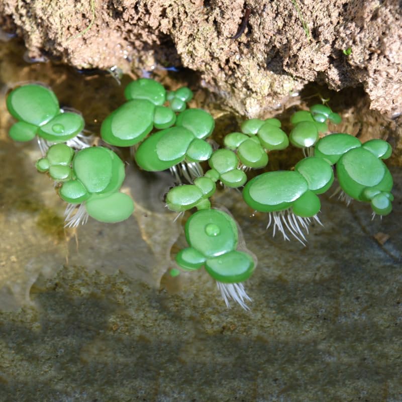 18 Pack Artificial Mini Duckweed with Root, Artificial Floating Plant Plastic Aquarium Simulation Floating Plants for Aquarium Tank Decor