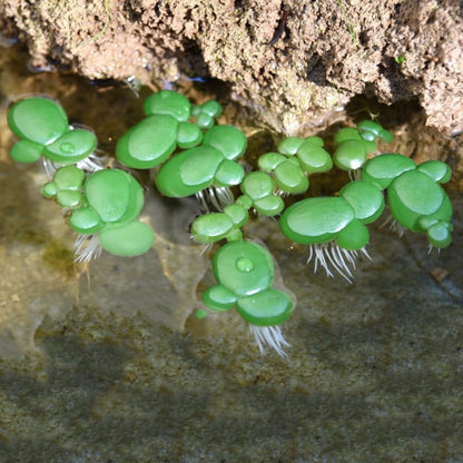 18 Pack Artificial Mini Duckweed with Root, Artificial Floating Plant Plastic Aquarium Simulation Floating Plants for Aquarium Tank Decor