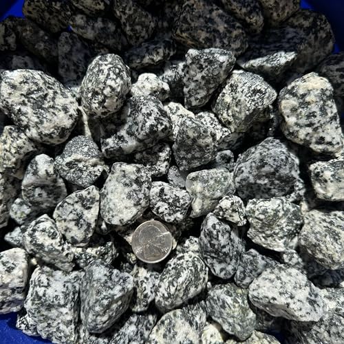 11 Pounds of Big Dalmatian Granite Stones 1" to 2" Size, Rocks Gravel Pebbles for Landscaping, Terrariums, Aquariums, Gardens, Pond Water Features, Flower Pots, Decorative Walkways, Bonsai, etc