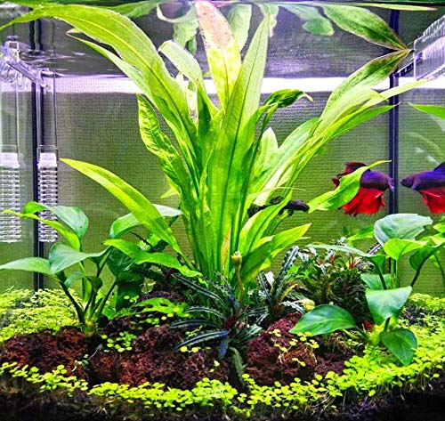 – Amazon Sword Bundle Medium Easy Background Live Aquarium Plant Decorations BUY2GET1FREE
