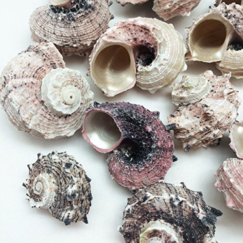 PEPPERLONELY 12PC Pink Delphinula Hermit Crab Sea Shells, 1-1/4 Inch ~ 2-1/2 Inch - color: 6#. Pink 1-1/4" ~ 2-1/2"