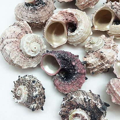 PEPPERLONELY 12PC Pink Delphinula Hermit Crab Sea Shells, 1-1/4 Inch ~ 2-1/2 Inch - color: 6#. Pink 1-1/4" ~ 2-1/2"