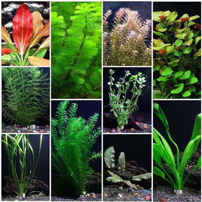Aquarium Plant Weights, Plant Anchors, 30Pcs Aquarium Plant Anchors, Plant Weights Anchors for Live Plants, Plant Weights Stops Plants from Floating in The Aquarium.