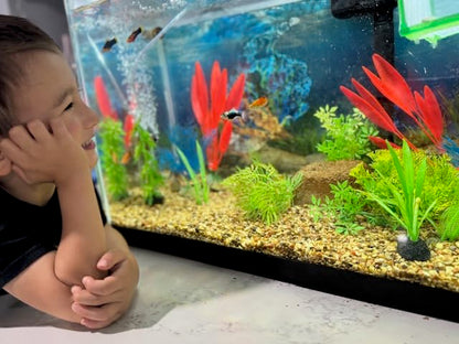 EcoBio-Block Aquarium Water Clarifier (Small, 8–16 gal) | Volcanic Rock — Lasts Up to 2 Years — No Weekly Additives — Long-Term Water Balance — Safe for Fish, Shrimp, Frogs & Turtles - size: 1 Pack, style: Small