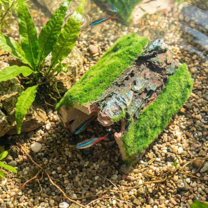 Reptile Hideout & Aquarium Cave Decor, Resin Hollow Log Hide for Fish Tank, Shrimp Turtle Lizard Betta Hiding Spot, Aquarium Ornament with Moss Look, 2.5"-4.1"