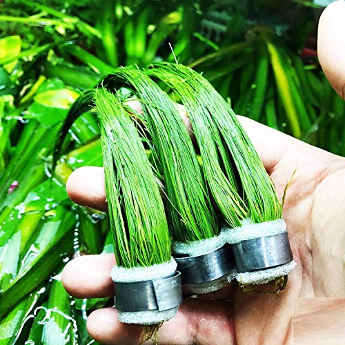 (3 Bundle) Giant Hairgrass | Eleocharis Vivipara Package Freshwater Live Aquarium Plants Background Fish Tank Decoration