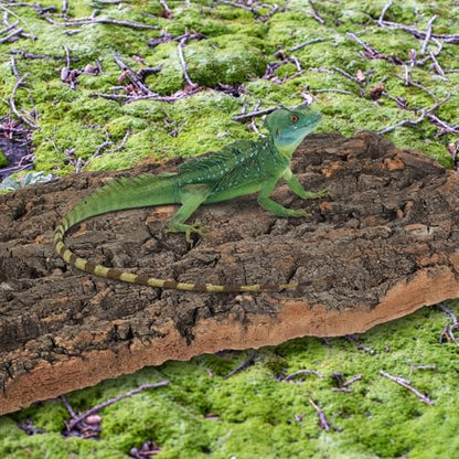 Kisangel 2Pcs Natural Cork Bark Fish Tank Decoration 11.81X7.87X0.39In Reptile Cork Bark Climbing Decor Aquarium Ornaments for Bearded Dragon Lizard Turtle Habitat