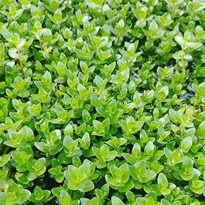 Live Plant - Bacopa Caroliniana Red Tissue Culture Aquatic Live Aquarium Plant - 100% Snail Free in Vitro Cup (Bacopa Caroliniana Red) - color: Bacopa Caroliniana Red