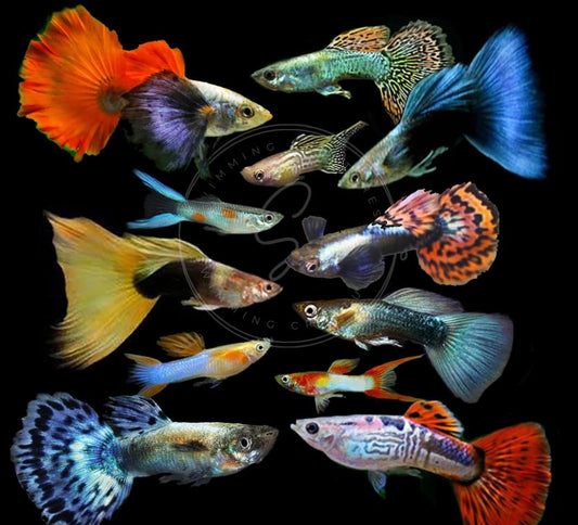 Swimming Creatures™ 6 Assorted Premium Male Fancy Guppy Live Tropical Freshwater Aquarium Fish - color: 6 Assorted Fancy Guppy
