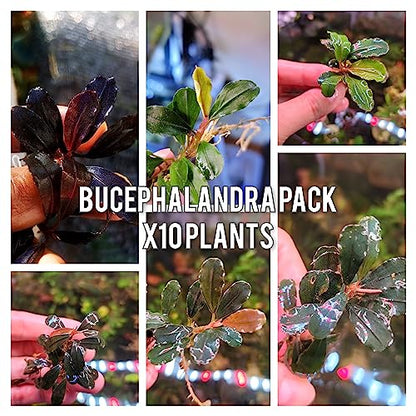 Generic Bucephalandra Live Aquarium Plant Collection - Rare Aquatic Plants for Lush Aquarium Scapes, Natural Freshwater Fish Tank Decorations, Ideal Gift for Aquarists (10 Loose Plants) - style: 10 Loose Plants