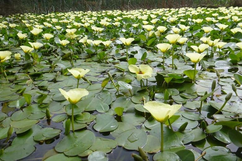 Golden Water Poppies (Hydrocleys Nymphoides) - Easy Live Pond Plants