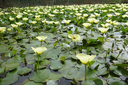 Golden Water Poppies (Hydrocleys Nymphoides) - Easy Live Pond Plants