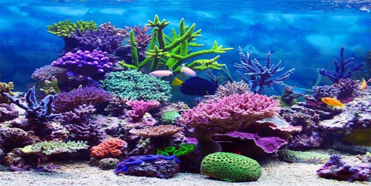YongFoto Ocean Theme Fish Tank Background 30x12 inch | Coral Seaweed Reef Rock Tropical Fish Underwater Sea World Polyester Backdrop Reptile Habitat Terrarium Aquarium Background - color: Underwater 2, size: 30x12inches