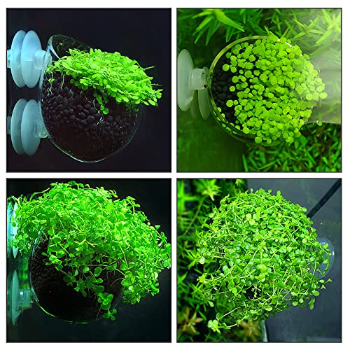 WEAVERBIRD Aquarium Plant Decoration with 2 Suction Cups for Fish Tank, Glass