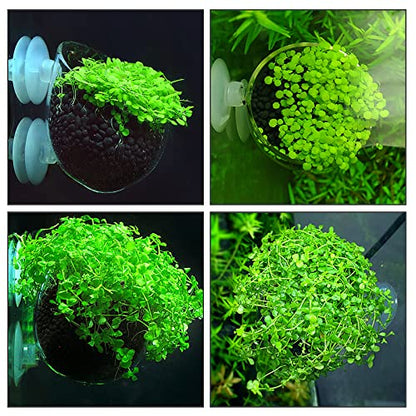WEAVERBIRD Aquarium Plant Decoration with 2 Suction Cups for Fish Tank, Glass