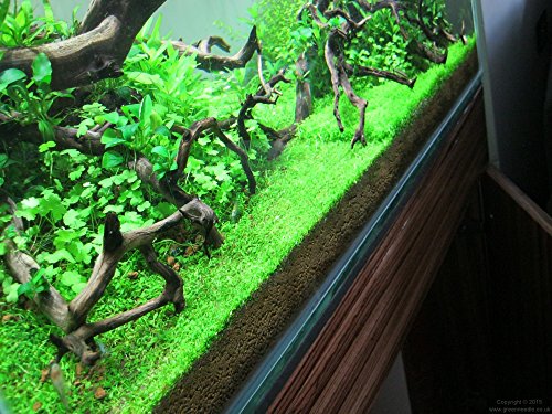 Foreground Potted Live Aquarium Plants | Freshwater Aquatic Plants for Aquariums (Potted Monte Carlo) - color: Potted Monte Carlo