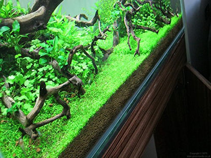 Foreground Potted Live Aquarium Plants | Freshwater Aquatic Plants for Aquariums (Potted Monte Carlo) - color: Potted Monte Carlo