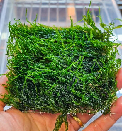 Enchanting Aquatic Moss Collection: Create a Lush Underwater Landscape with Easy-Care Varieties - Perfect for Aquarium Décor and Aquascaping (Flame Moss - 3inx3in Mat) - style: Flame Moss - 3inx3in Mat