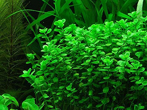 Potted Live Aquarium Plants | Freshwater Aquatic Plants for Aquariums (Moneywort) - color: Moneywort