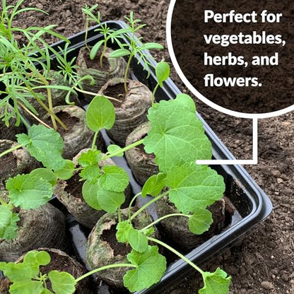 Jiffy Seed Starting Tray Kit - 36 Cell, Bonus 3 Pack, Seeding Starter Kit - 11 x 11 x 4.25 in - Plastic - style: 3 Greenhouse Kit